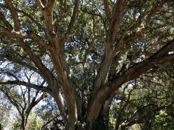 Ancient live oak in Garland Ranch Park