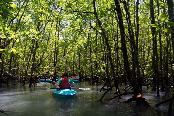 paddling through mangroves